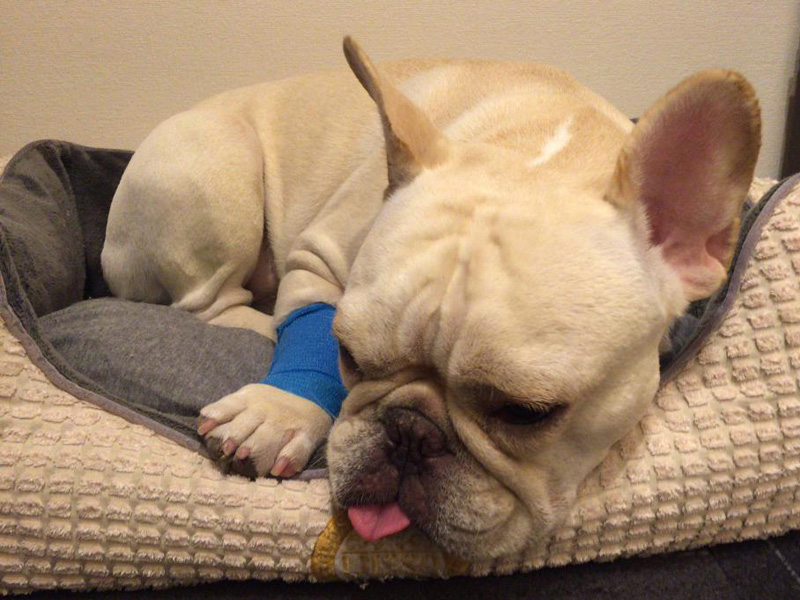 一旦帰宅したプットニョス。脚に点滴を入れる管をつけたまま。