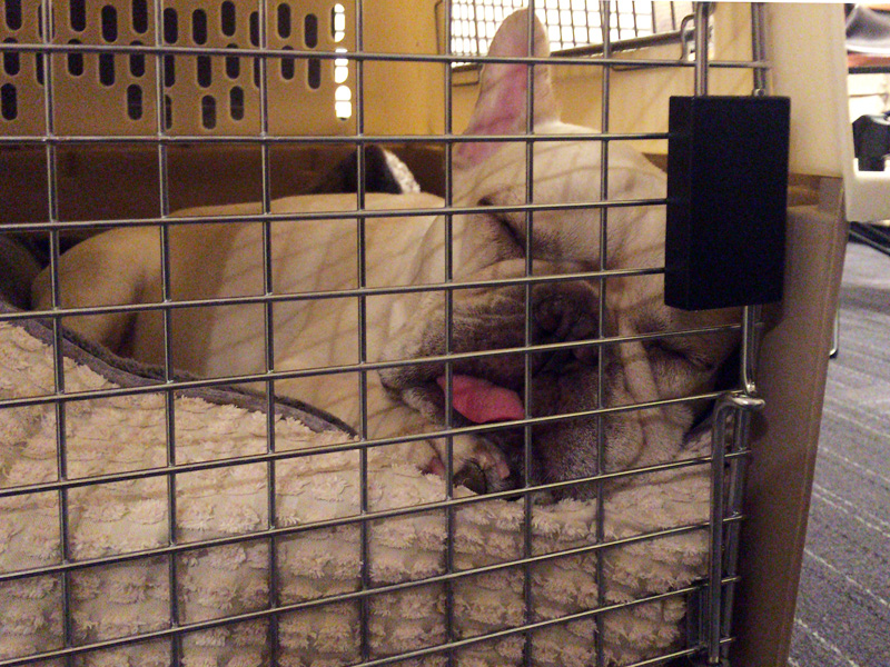 眠るプットニョス。寝顔はいつもと変わらない。