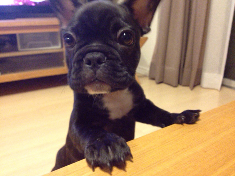 くりくりとした瞳の愛らしいジンベエ。