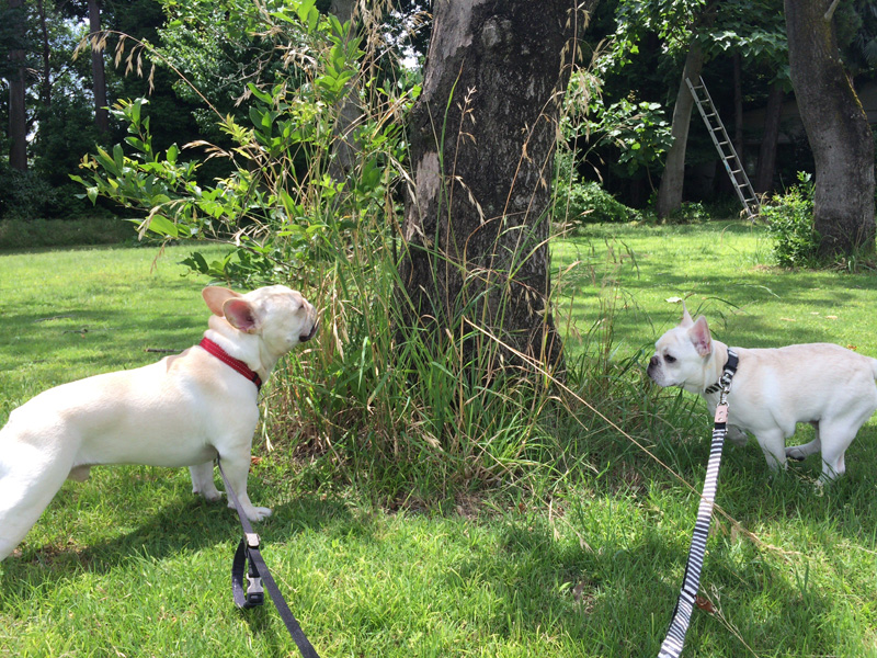 会場につき木陰に陣取る。木の様子を見るノアノア（右）とプットニョス（左）。