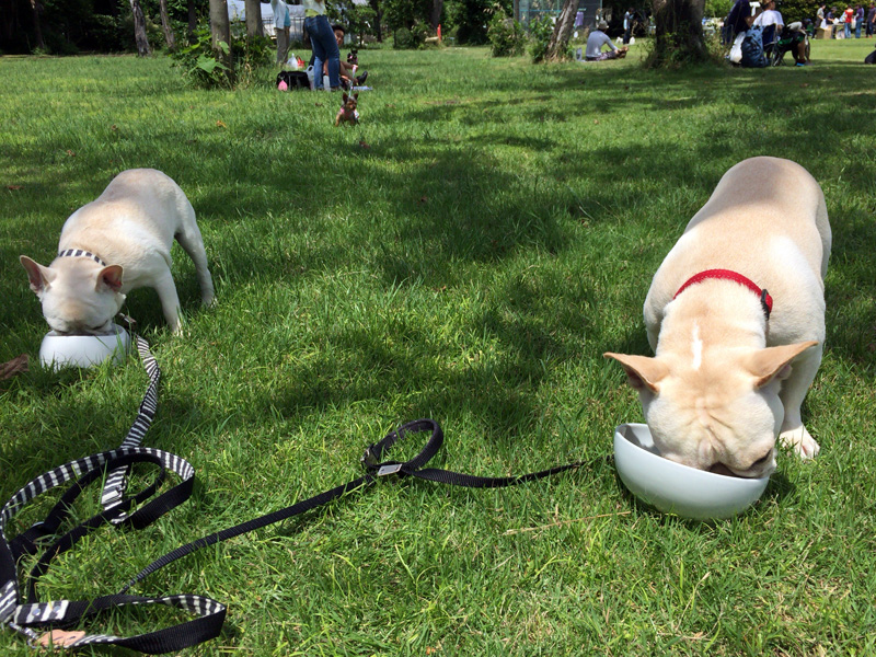スタートは1時から。まずは腹ごしらえ。プットニョスは療養食を食べているので、成犬だが1日3食。