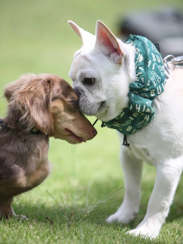 こんにちは。ノアノアが首に巻いているのは保冷剤を入れて冷やすクールネックウェア。