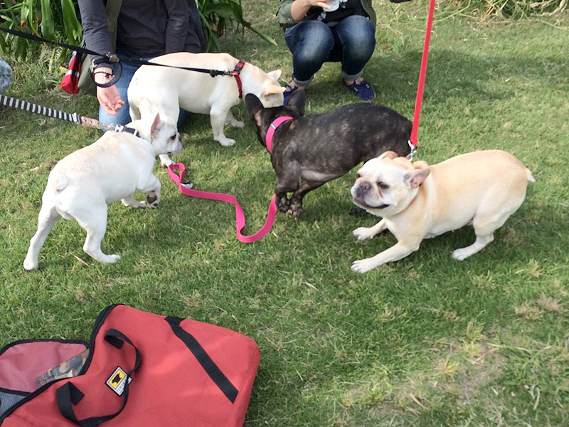 右からはなちゃん、ゆずちゃん、プットニョス、ノアノア。