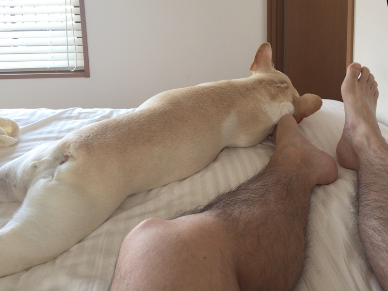 退屈だろうに、そっとどこか俺に触れながらベッドで寄り添うプットニョス。