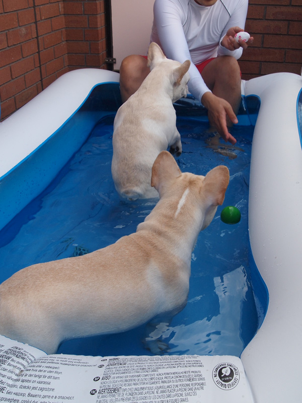 じょにおの指示待ちのプットニョス（手前）とノアノア（奥）。