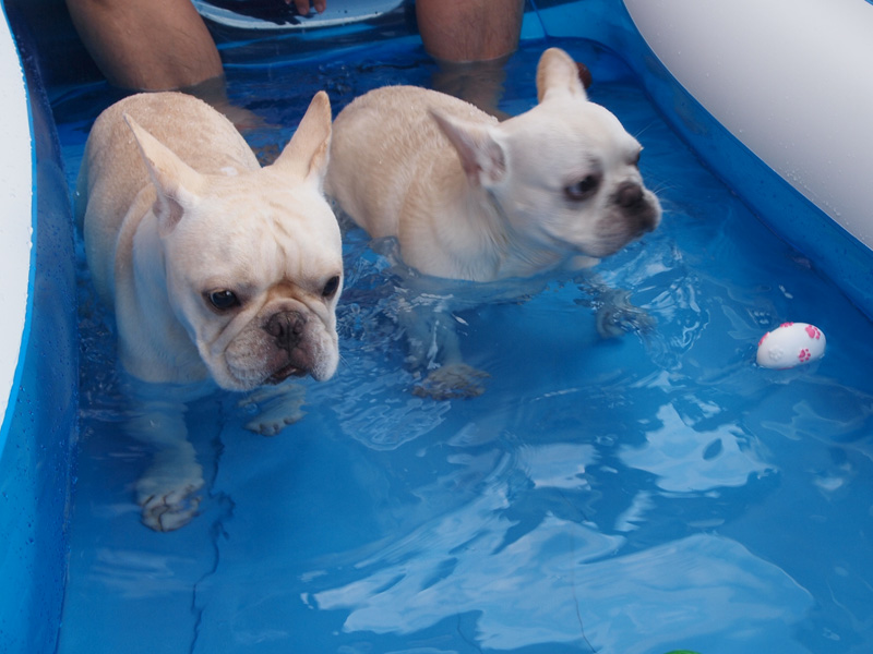 ノアノア（右）もプットニョス（左）にならって水遊び開始。