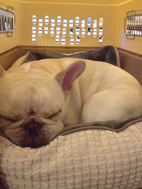 この子も日常に戻った。