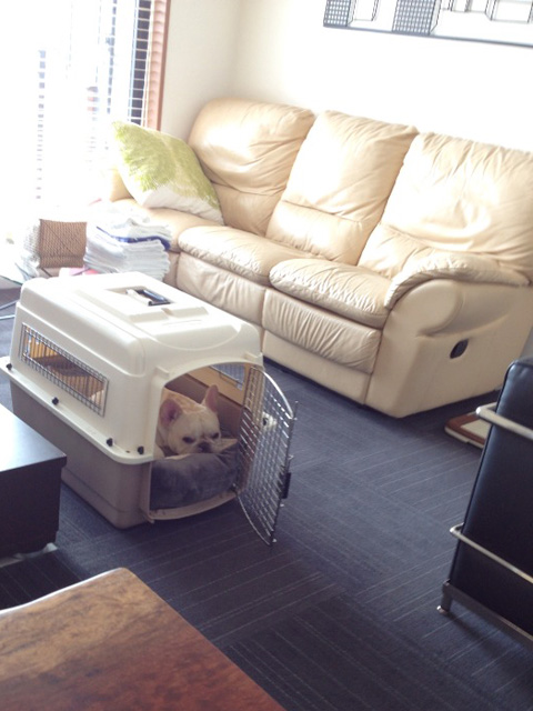 こうしてクレートに自分で収まっていることもたびたび。落ち着くようだ。