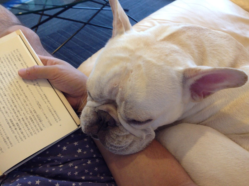 読書時に寄り添う。