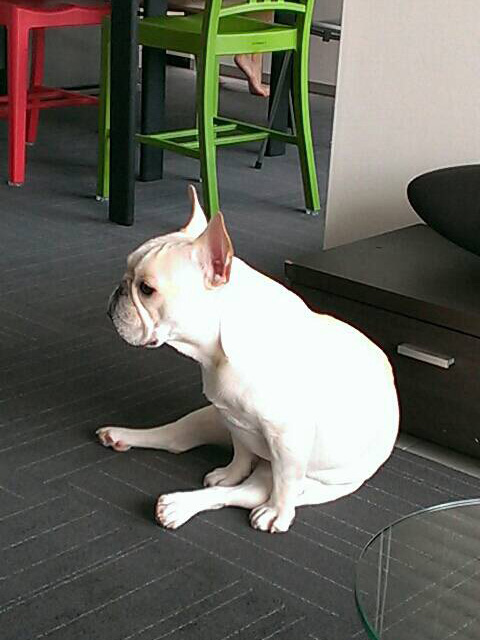 くっつかずにボサッと過ごすこともできる。