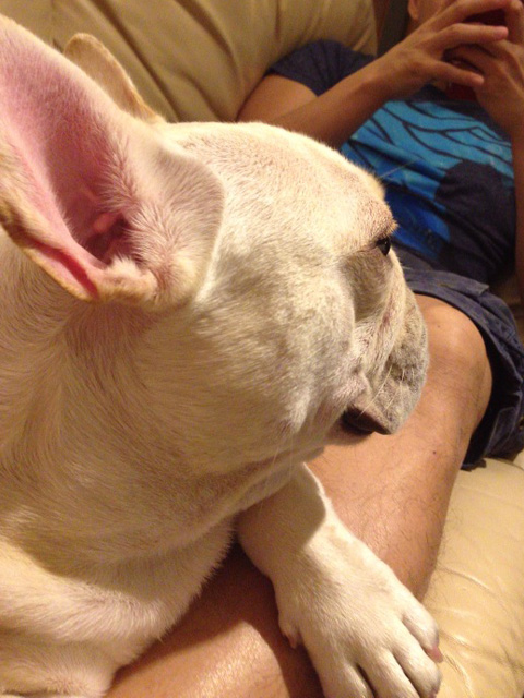 スマホでニュースをチェックするじょにおの足元で。