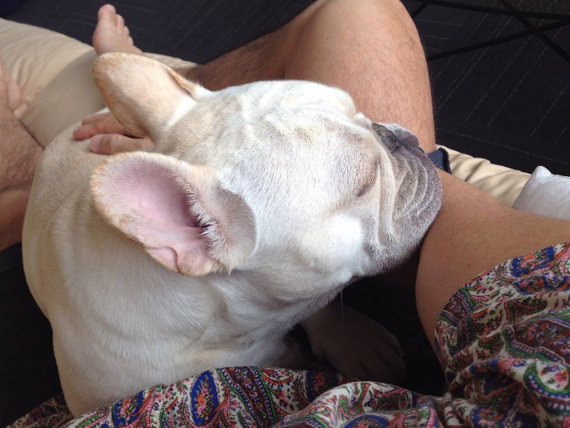 侍って寝るプットニョス。