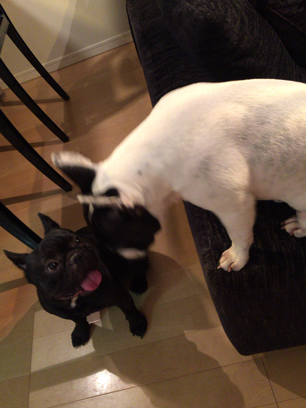 黒い子がレジィ、白地に頭に黒が入ったのがブルジィ。因みにブルジィはしっぽも黒い。