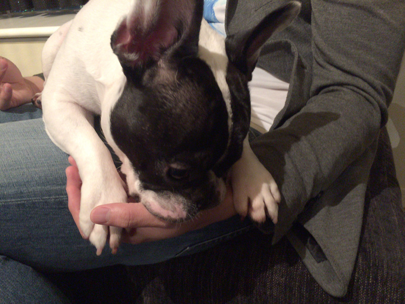 気に入った人にはこうして甘えるらしい。