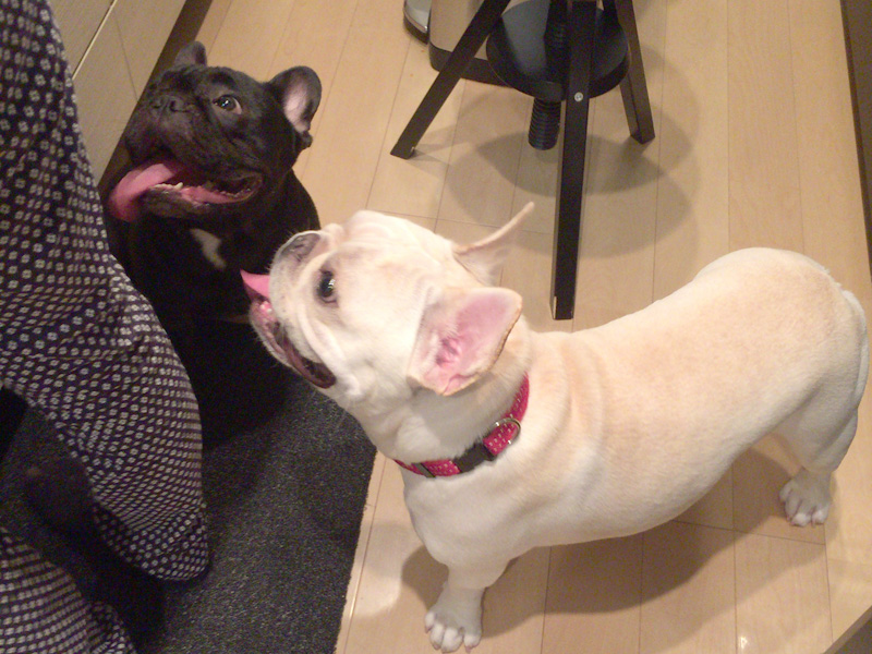 食事の準備をするjosephさんの足元で期待して待つレジィ(左)とプットニョス(右)。