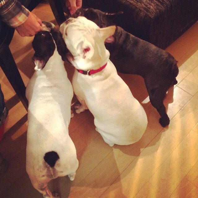 右からレジィ、プ、ブルジィと並んでトリーツを食べる。