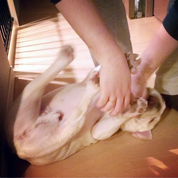 Dさんに触られるプットニョス。喜びマックス。