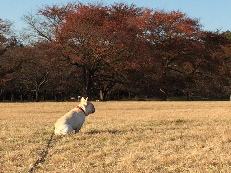 何を思うのか、原っぱで遠くを見つめて座る。