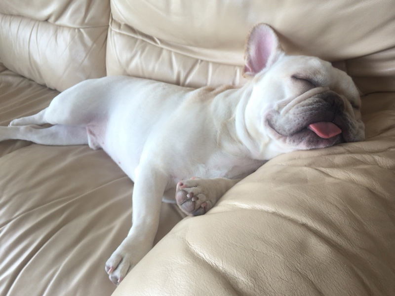 ソファーでリラックス。寝ている時に舌が出るのはデフォルト。