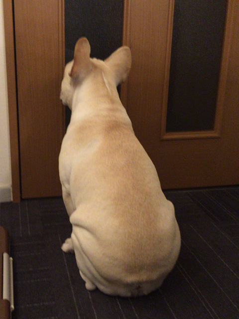 夜帰宅前にじょにおから電話がかかってくると、リビングの扉の前で待つ。