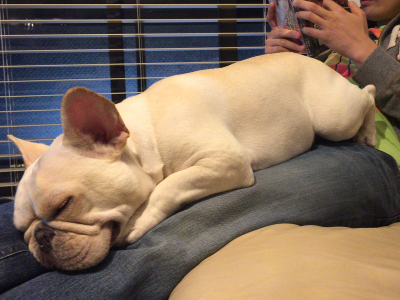 膝の上は安住の地。