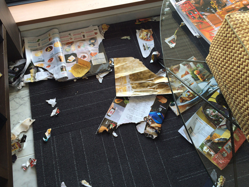 時にやらかす。俺にかまってもらえず腹いせに（？）新しい本をビリビリに。