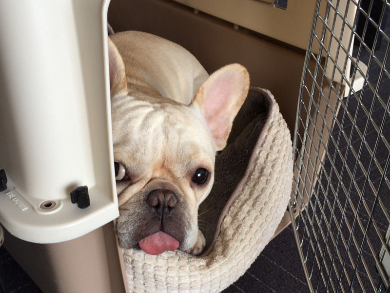 怒られてクレートに退避。クレートを自分の居場所だと思ってくれているのはいいことなんだが…。