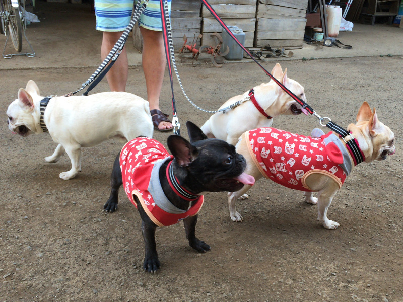 でんでな方向を向く4頭。これでもまだ落ち着いた方。