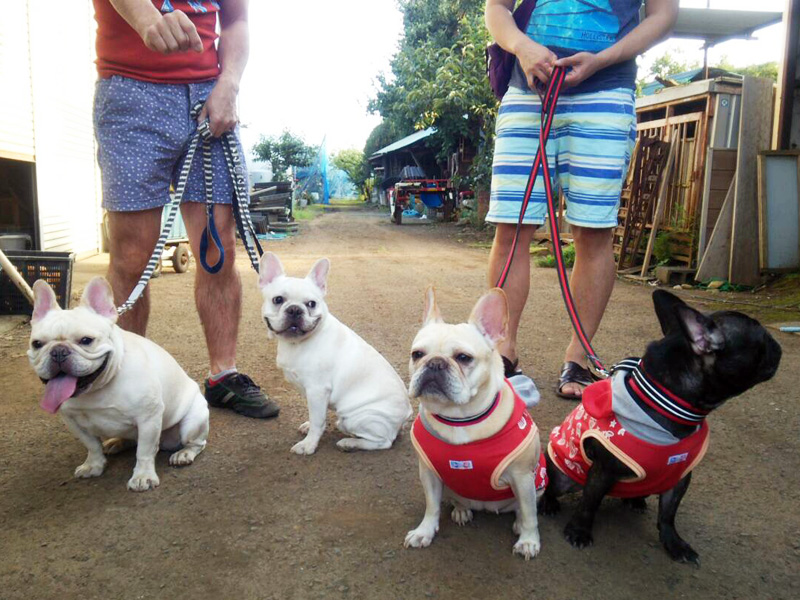 この写真が一番いい感じ？　4頭揃い踏み。