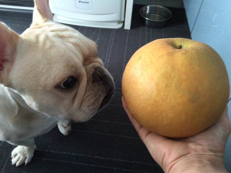 大きさはこのとおり。