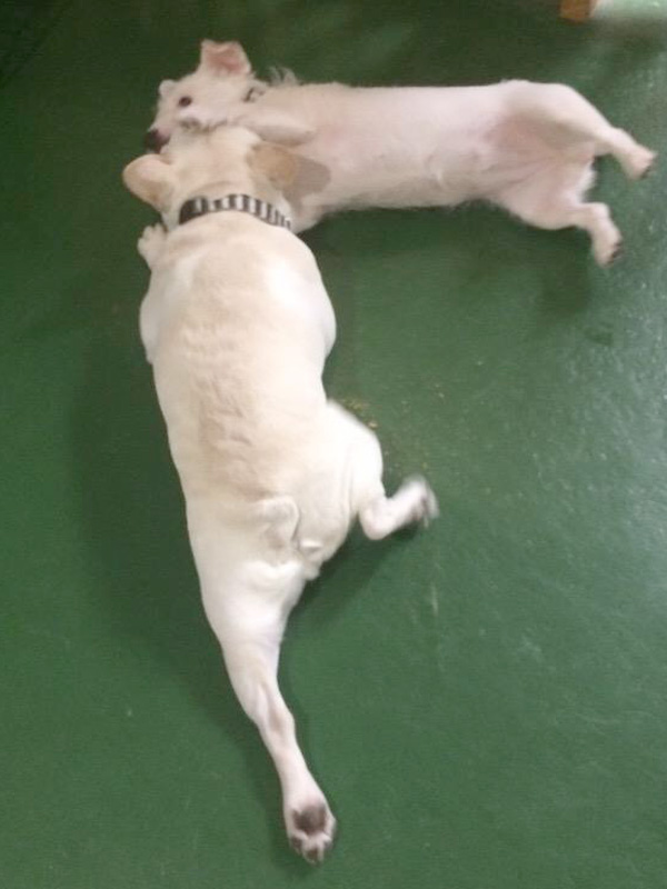 遊ぶノアノア(手前)。決して襲っているのではない。