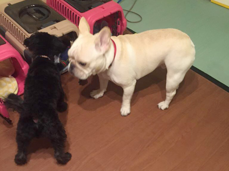 プットニョス(右)は比較的まったり過ごすのが好みのよう。落ち着いてきた。