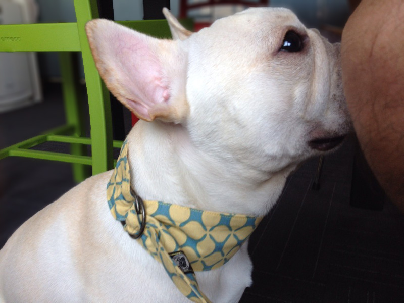 バンダナ風ネックウェア。