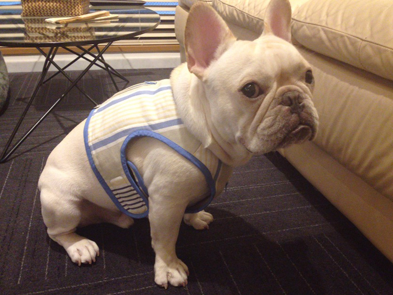 クールベスト。