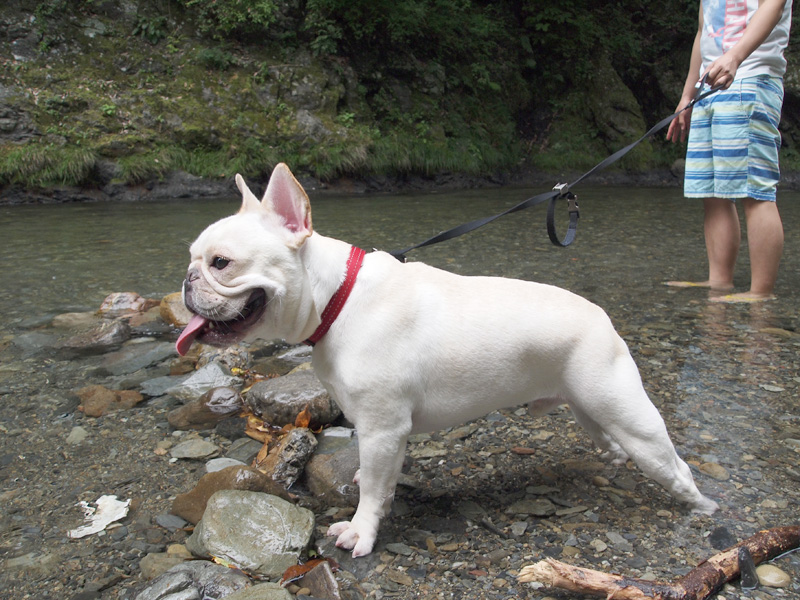 まずは脚が濡れる程度の所から。連れているのはじょにお。