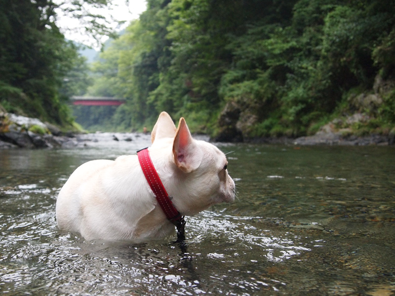 ぽちゃりと流れに浸かる。