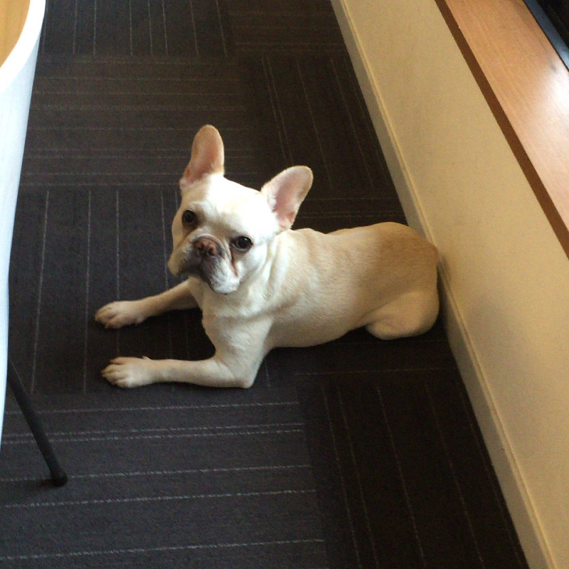 窓際の床に座るノアノア。