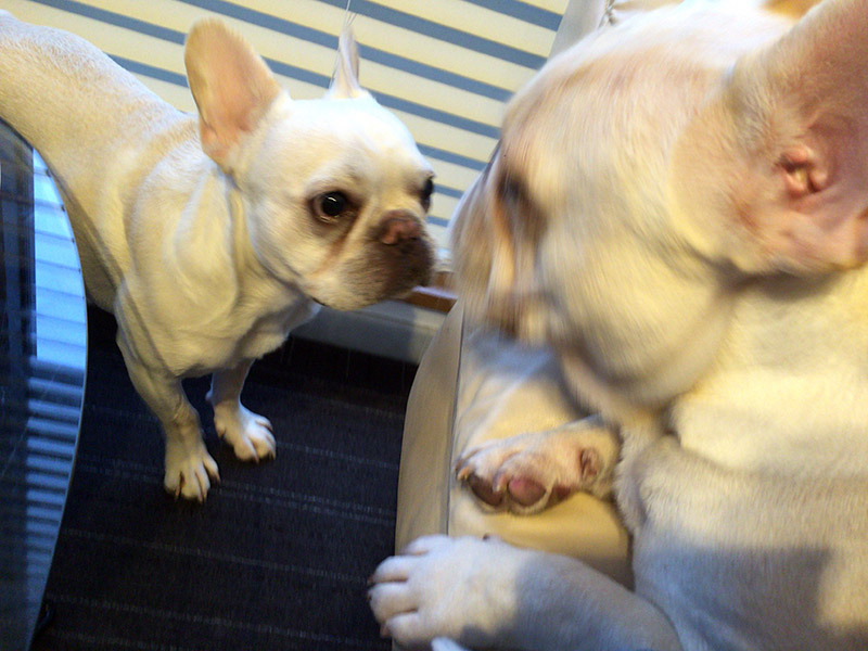 ノ「遊んでよ！」プ「お前うるさいからヤダ」