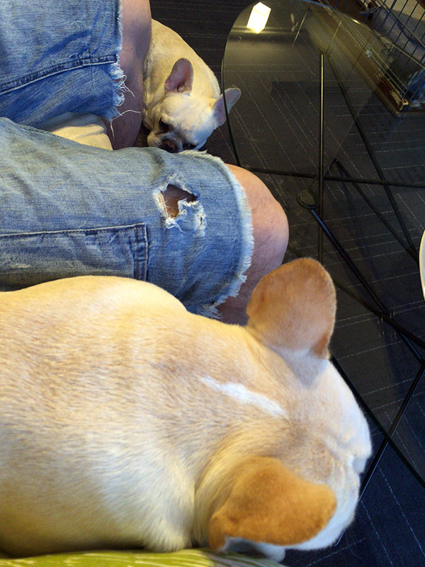 プットニョスを保護しておいてやると、ノアノアは大人しく足元にいる。