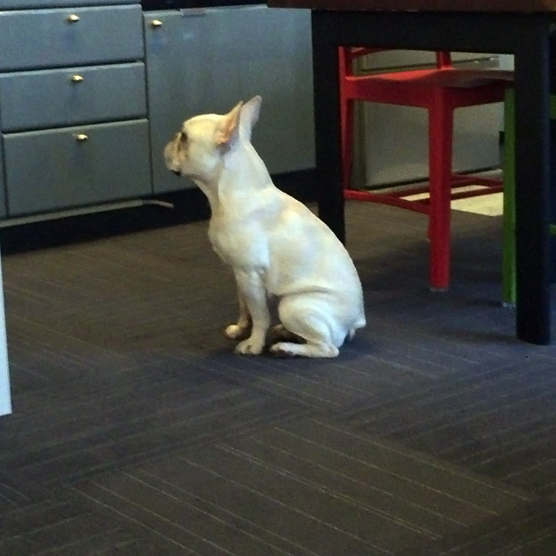 棚の上を観察。よじ登ろうとしたりはしない。