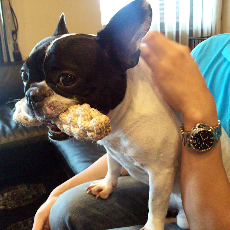 おもちゃをくわえてじょにおの膝上に座り安定のブルジィ。