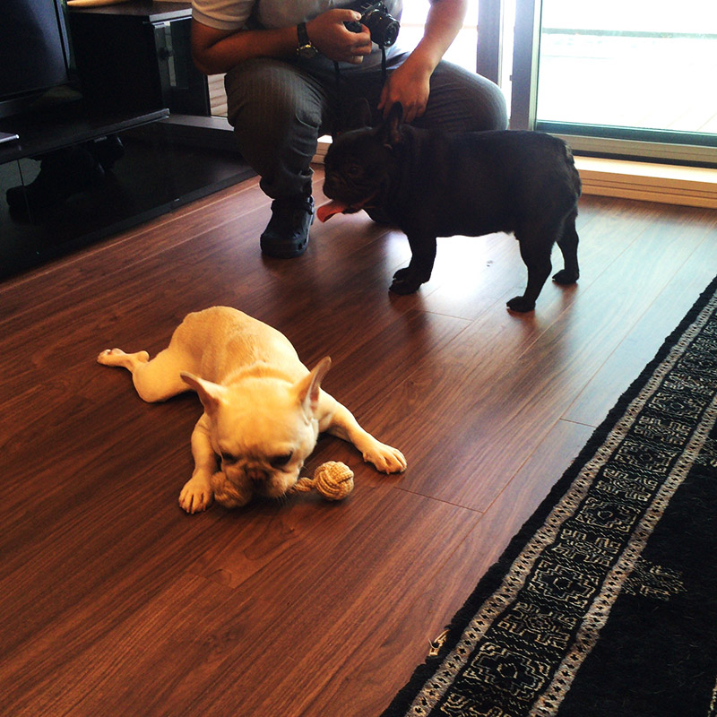 向こうの黒いのがレジィ。手前がノアノア。