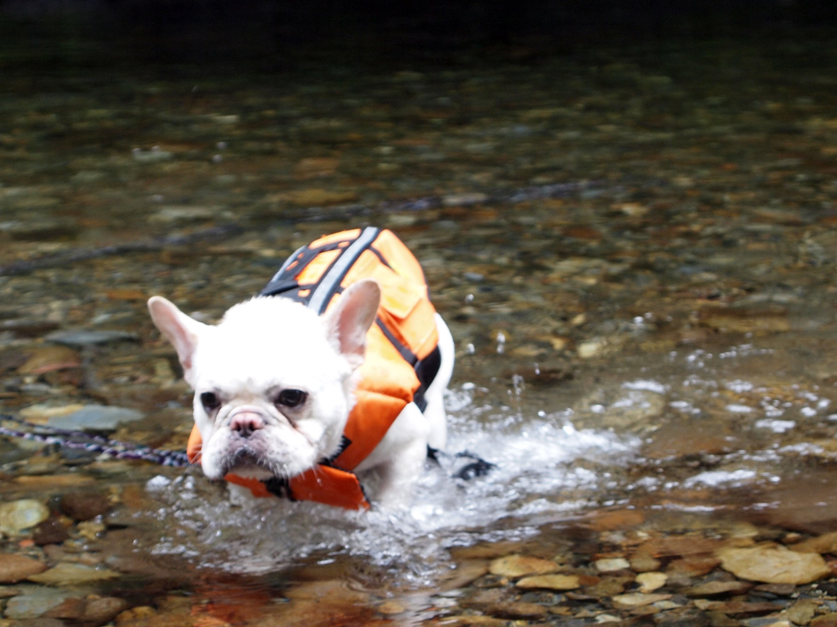 しかしすぐサブサブ歩くようになった。