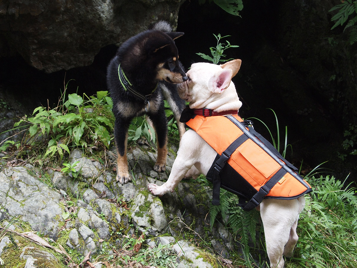 山でプットニョスと遊んでいるクー。