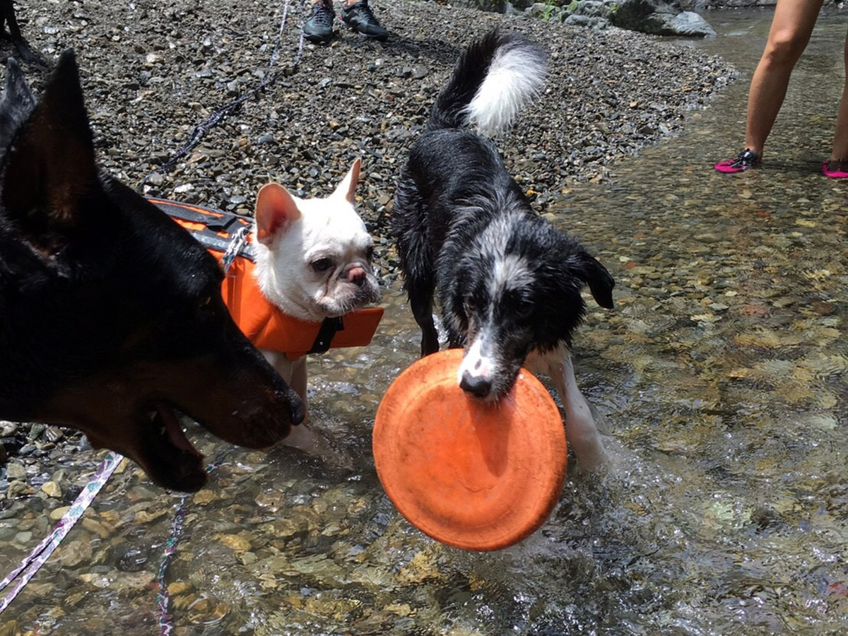 ディスクを持ち運ぶムーグの様子に興味を示すノアノア。