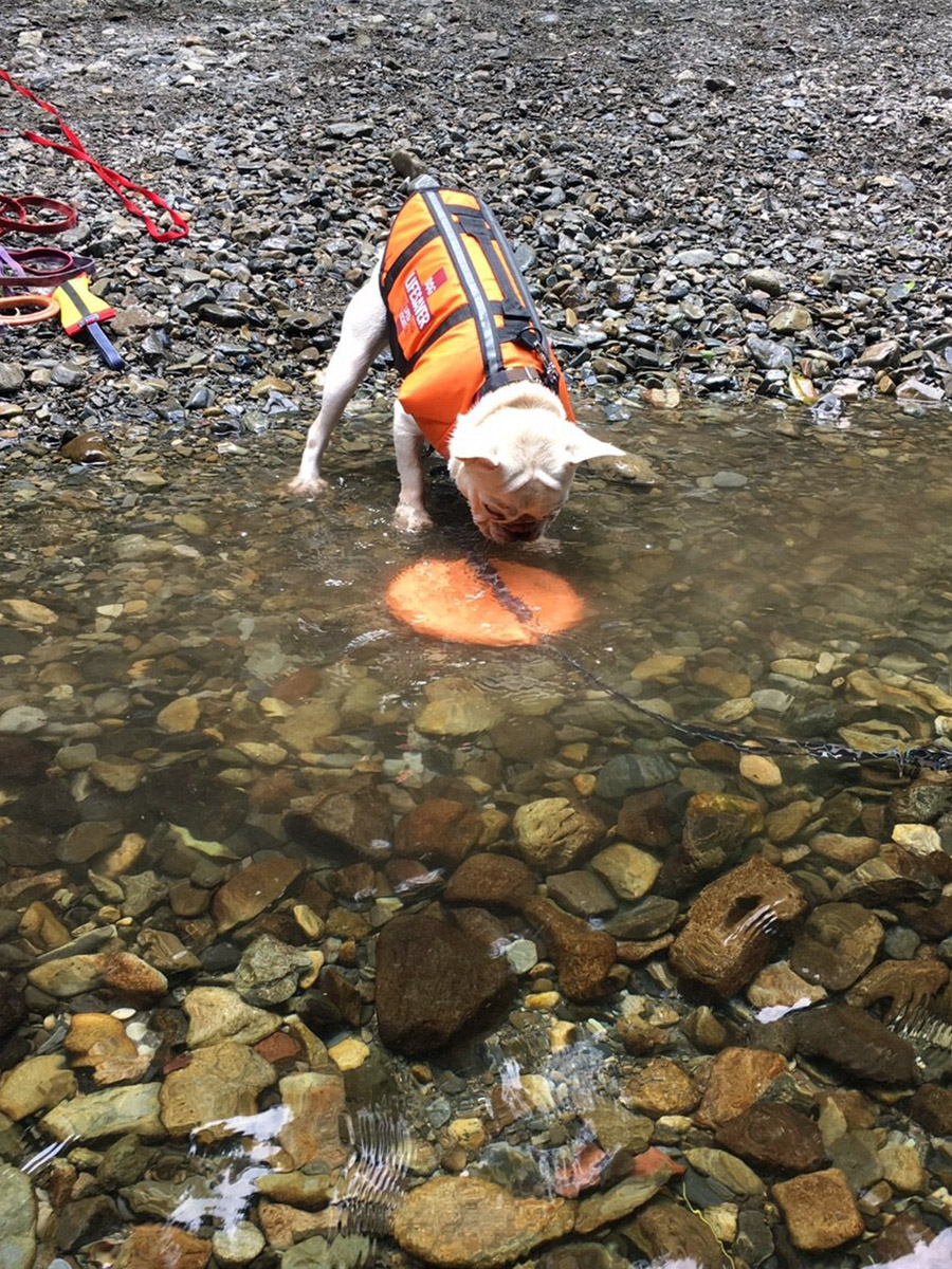 そのうち浅瀬に沈んだディスクを持ち上げようとするようになった。