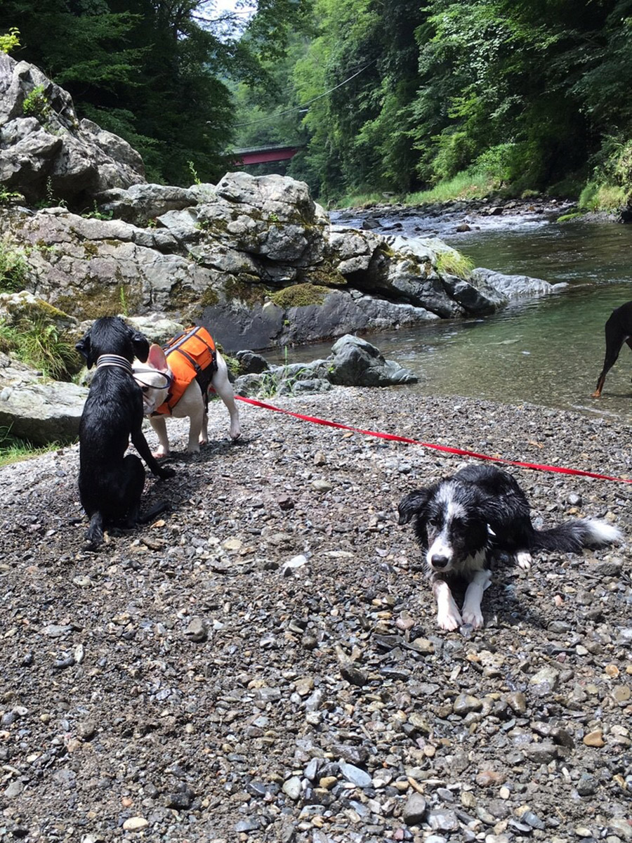 ノアノアがフンフンにおいを嗅いでいるはビコ。