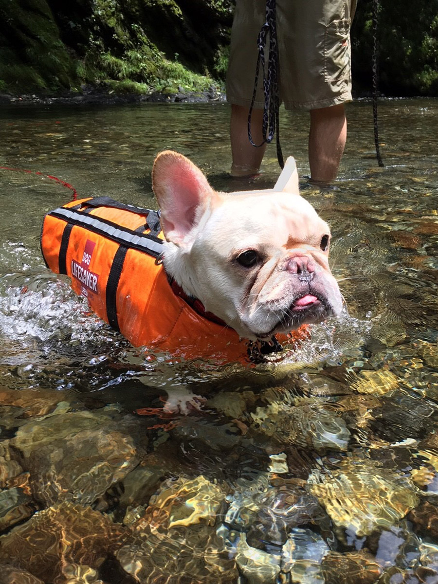 泳ぐプットニョス。