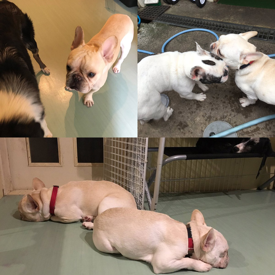 預け中の様子を逐一ツイッターに挙げてくれるので、犬達の様子がよく分かる。