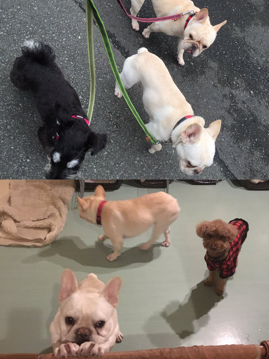 散歩も充分にしてくれ、室内では自由にしてもらって他の犬達とも触れ合えて、ベストなお預かり環境。